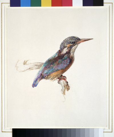 Estudo de um Martim-pescador, com Referência dominante à cor, provavelmente em outubro de 1871 (aguarela e bodycolour sobre grafite em papel de palha) de John Ruskin